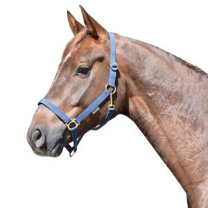 EQUEST Halfter Regular | Messing Finish