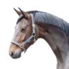 EQuest Halfter Regular Plus | Messing Finish – sortiert