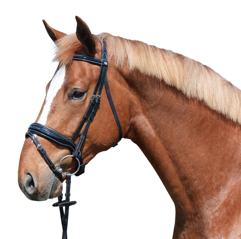 EQUEST Trense Glossy Seams
