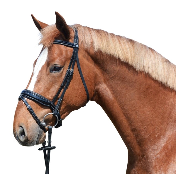 EQUEST Trense Glossy Seams