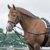 BUSSE Dreieckszügel BASIC Pony